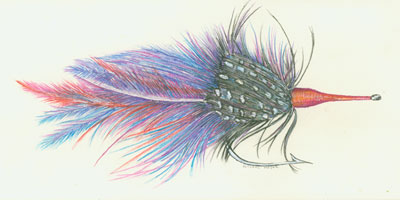 purple fly fish
